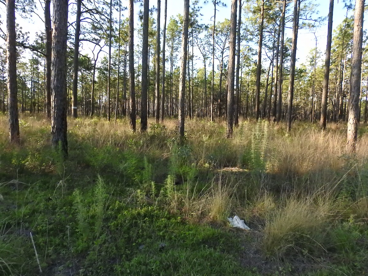 null - ML659318340