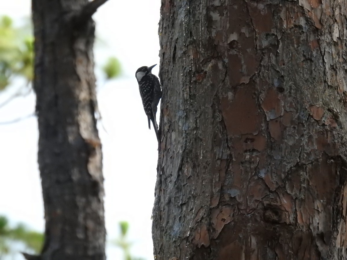 Red-cockaded Woodpecker - ML659318382