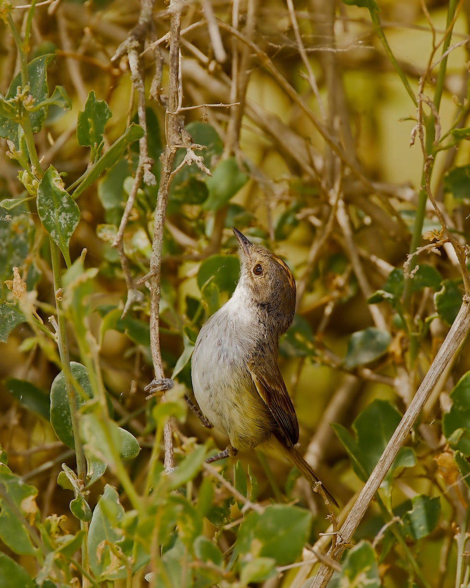 Fulvous-crowned Scrub-Tyrant - ML659318785
