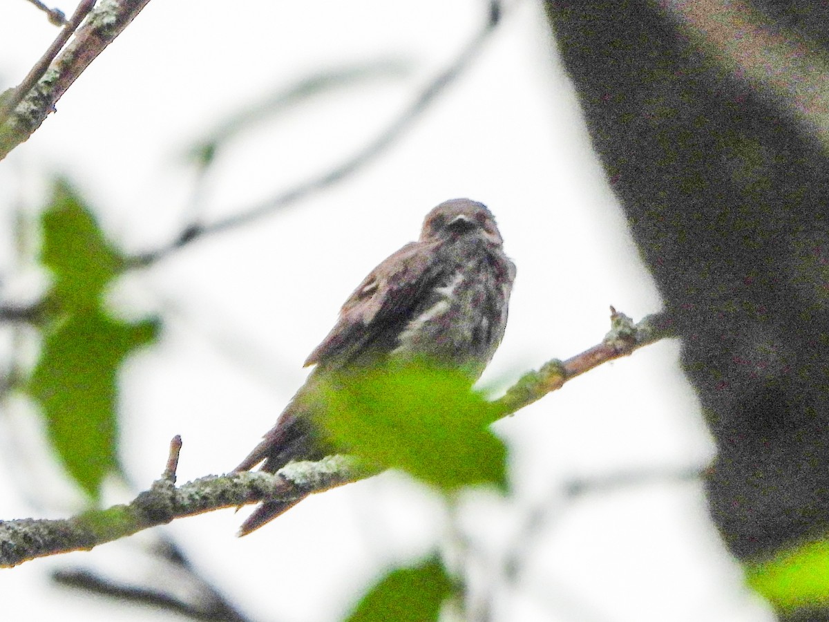 Northern Rough-winged Swallow - ML659318788