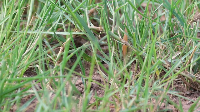 Small Buttonquail - ML659320086