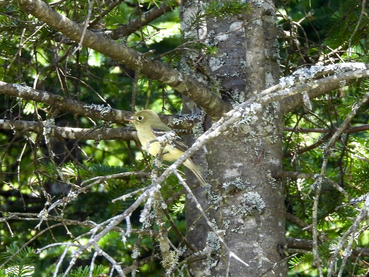 Yellow-bellied Flycatcher - ML659320119