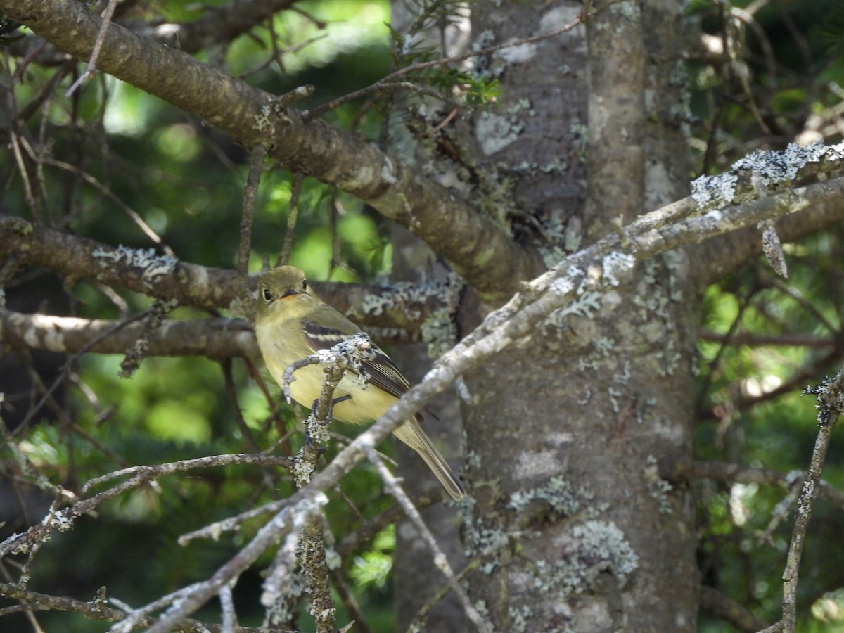 Yellow-bellied Flycatcher - ML659320120