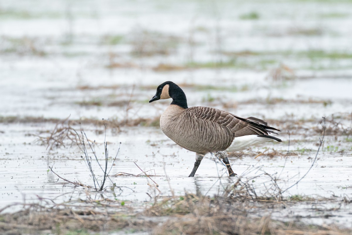 Canada Goose (canadensis Group) - ML659320439