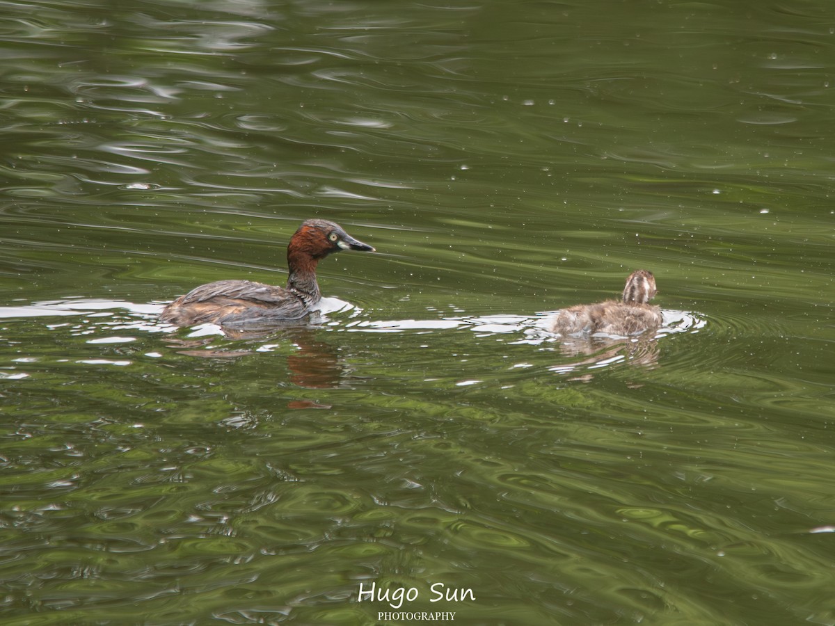 Little Grebe - ML659320469