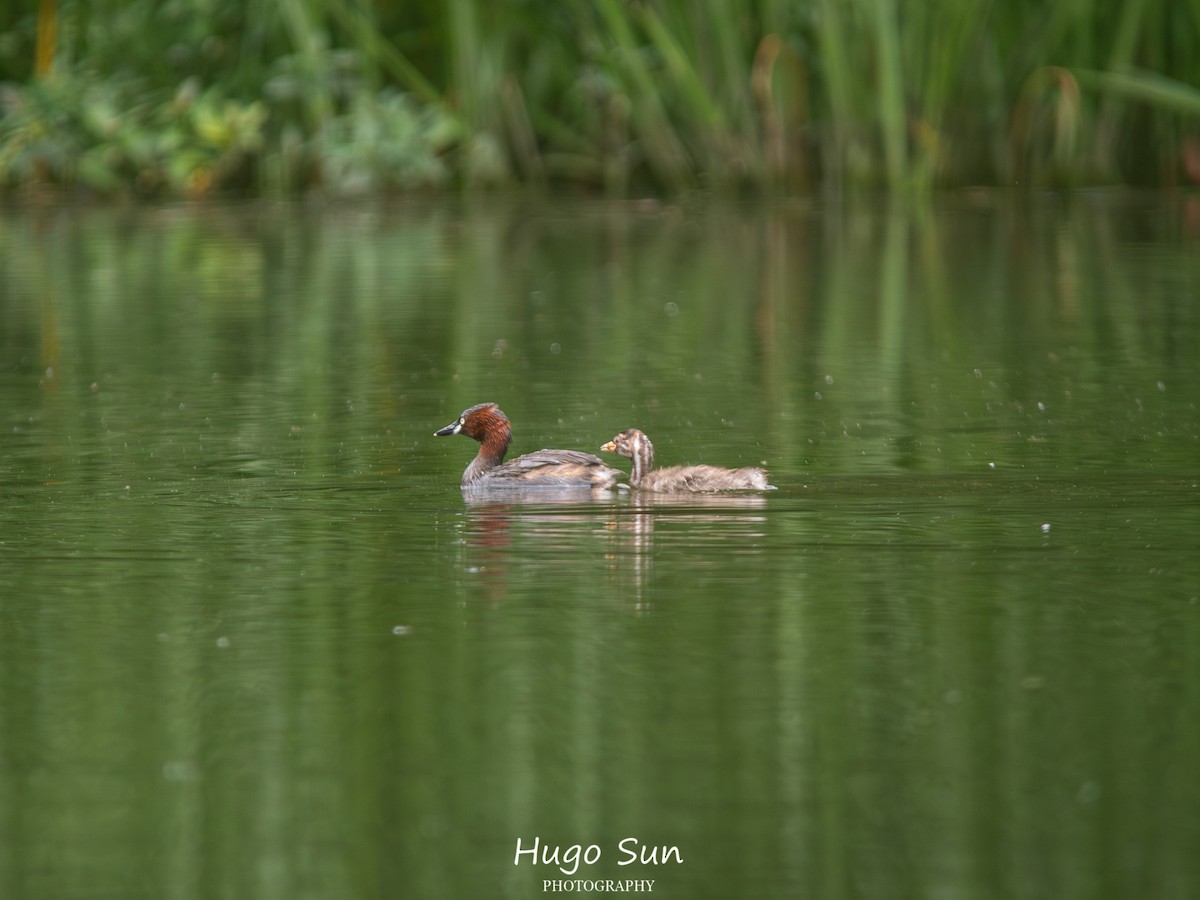 Little Grebe - ML659320470