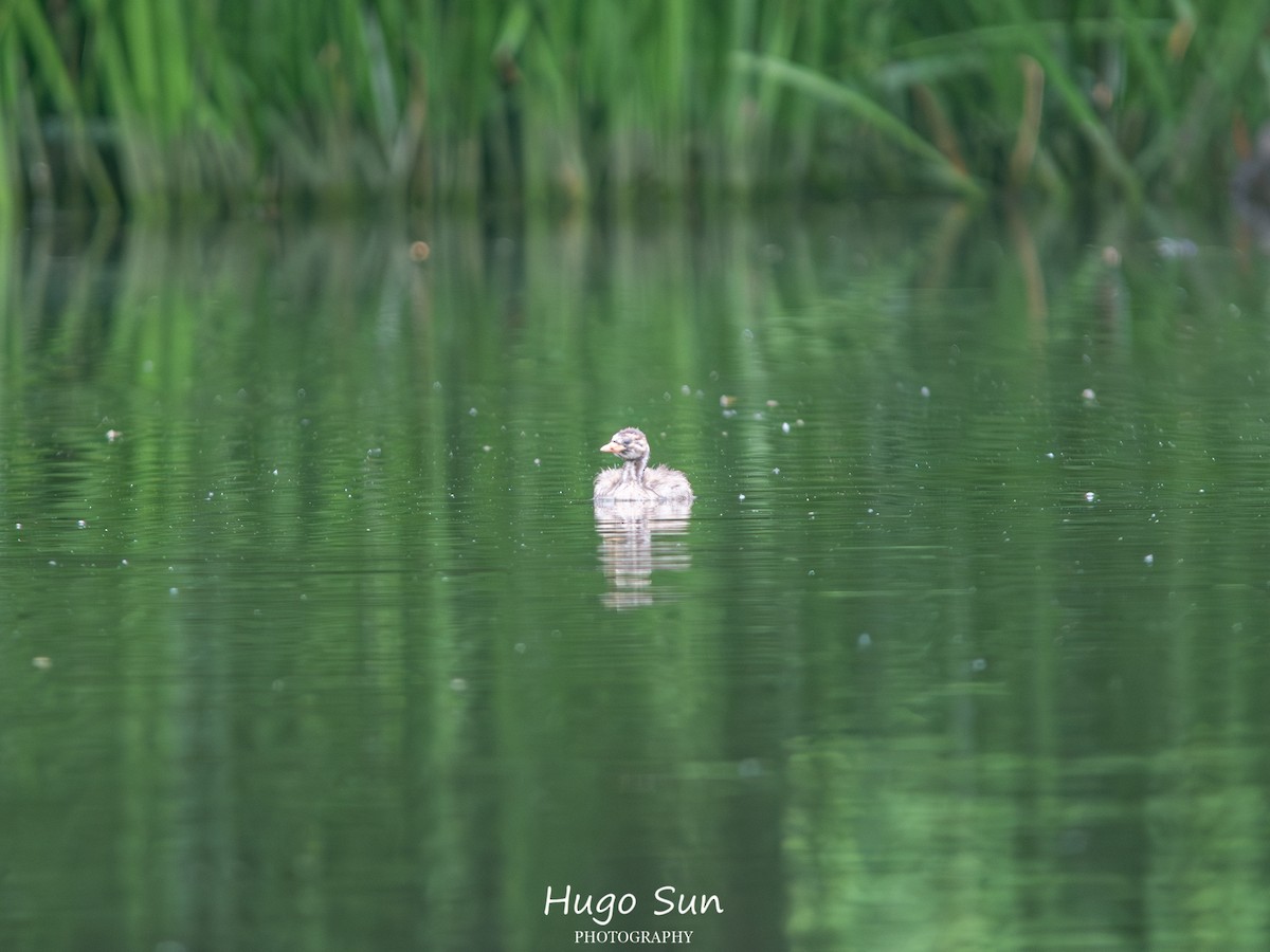 Little Grebe - ML659320471