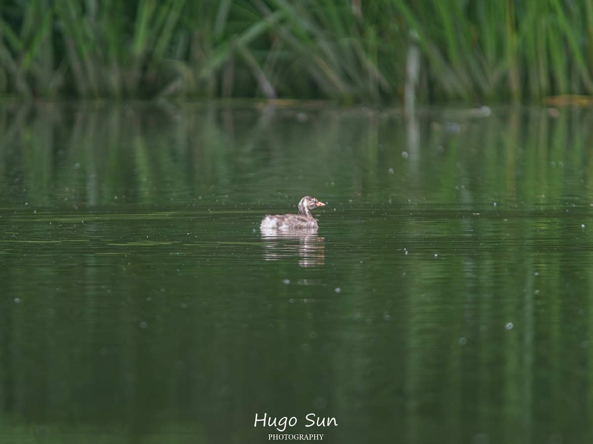 Little Grebe - ML659320472