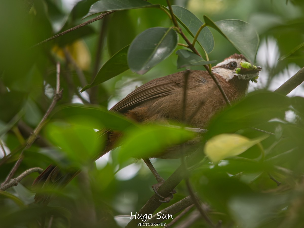 White-browed Laughingthrush - ML659320476