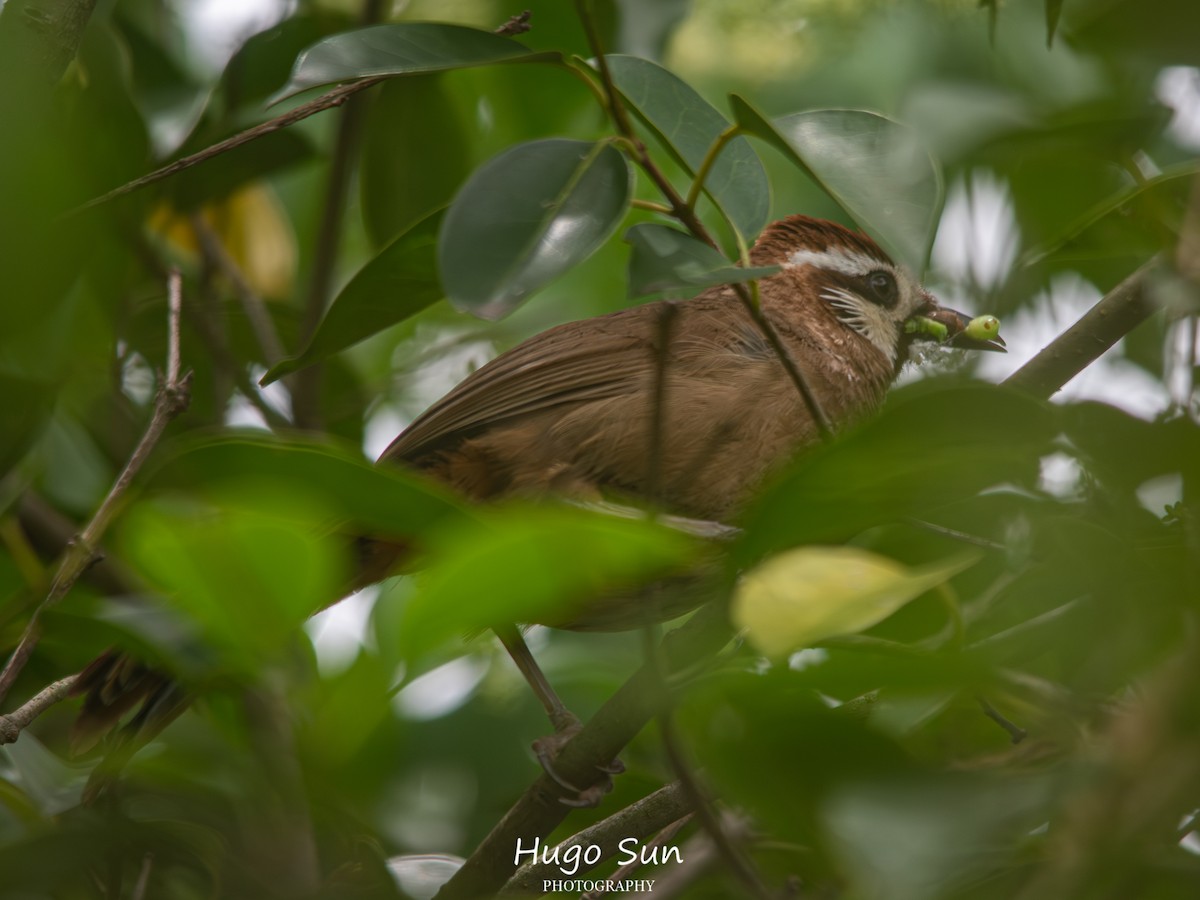 White-browed Laughingthrush - ML659320477