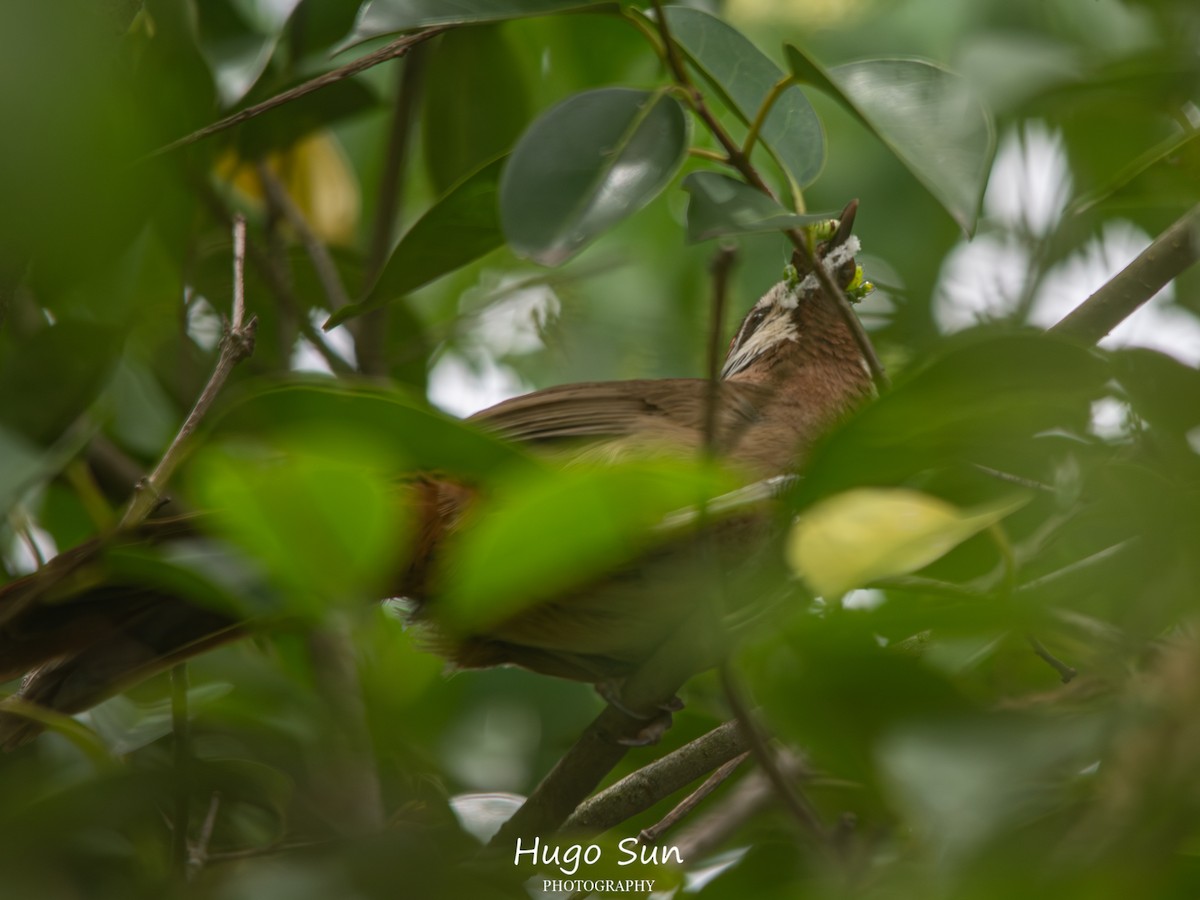 White-browed Laughingthrush - ML659320478