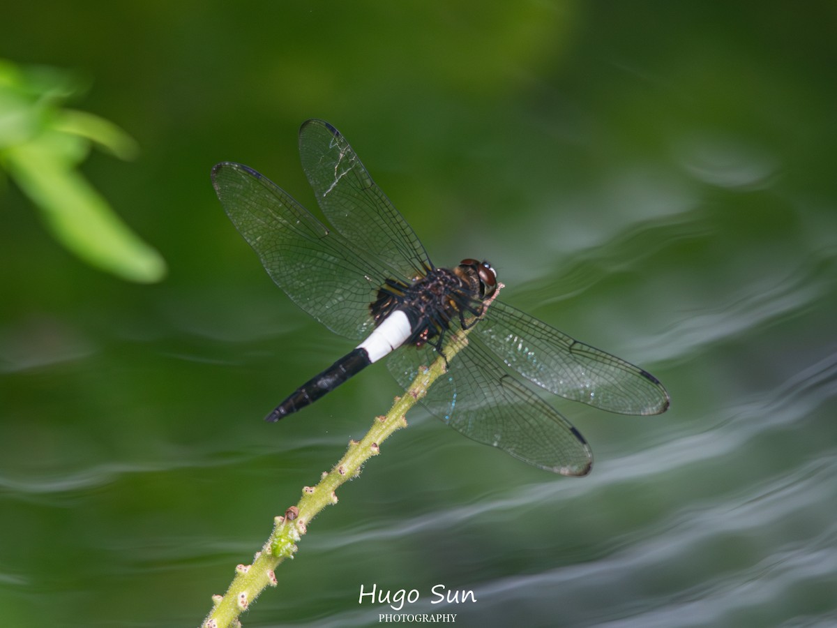 Pied Skimmer - ML659320487