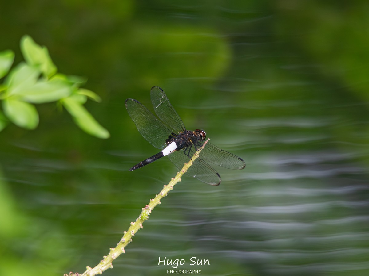 Pied Skimmer - ML659320488