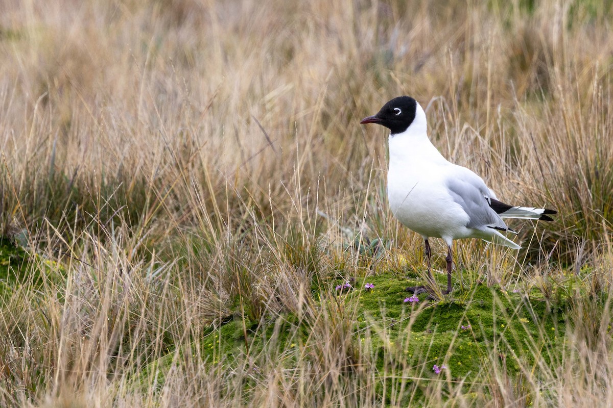 Andean Gull - ML659320554