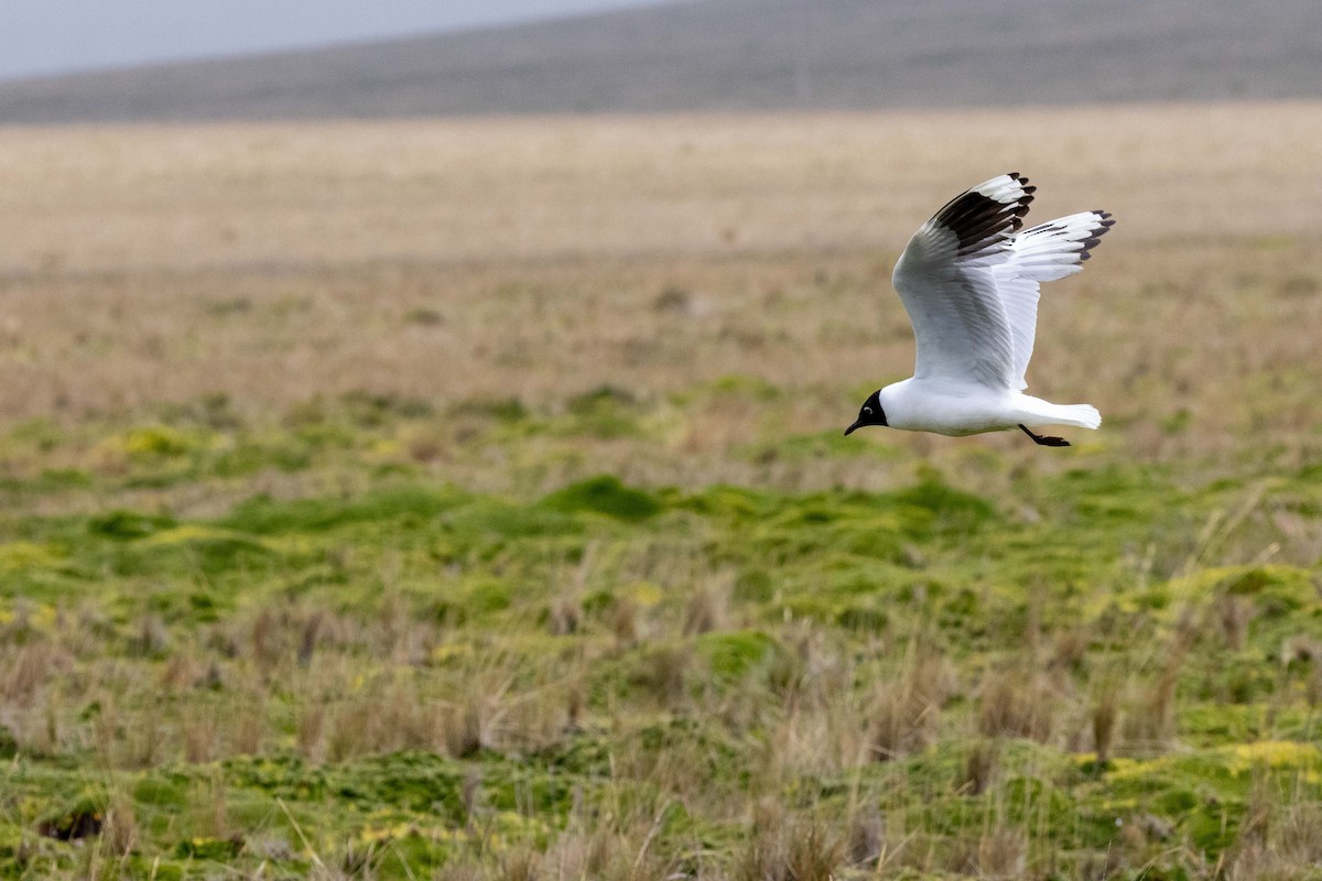 Andean Gull - ML659320555
