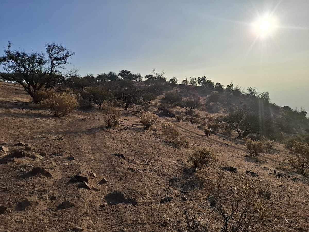 null - ML659320581