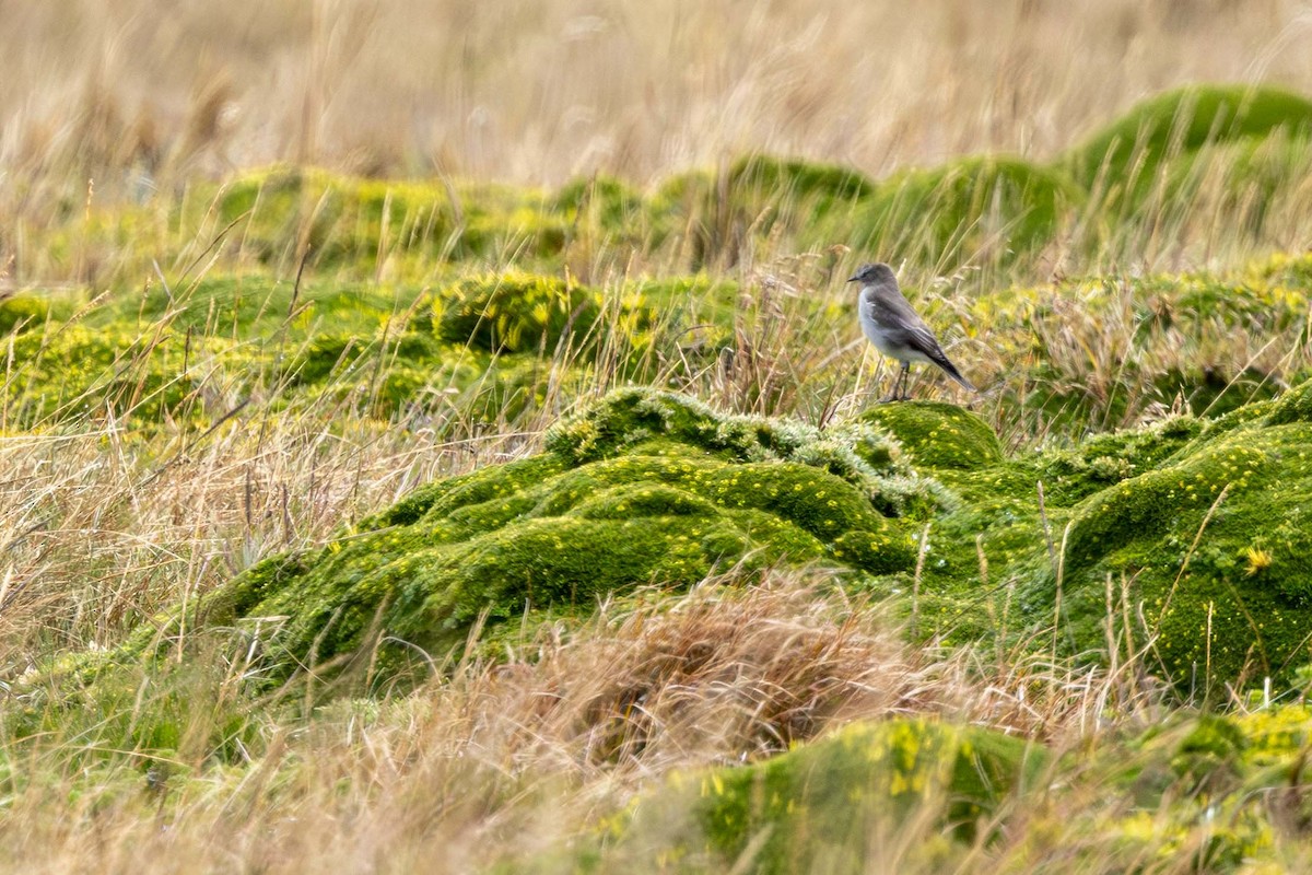 Plain-capped Ground-Tyrant - ML659320618