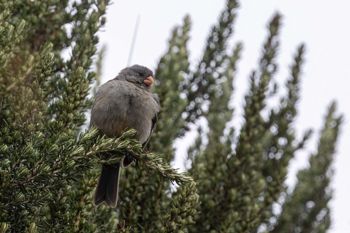 Plain-colored Seedeater - ML659320626