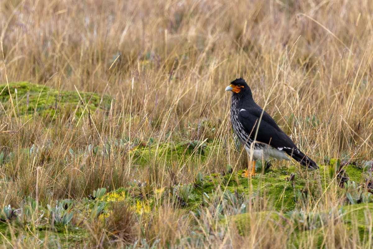 Carunculated Caracara - ML659320640