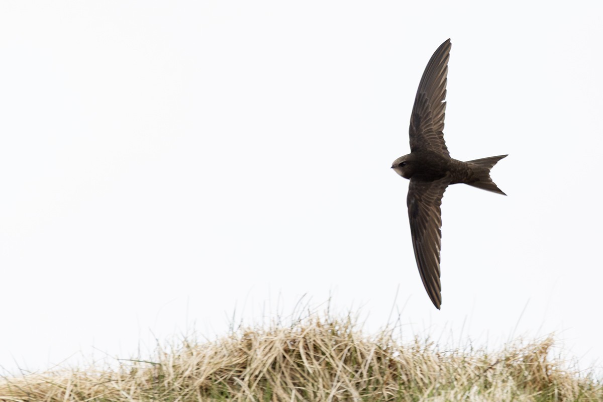 Common Swift - ML659320727