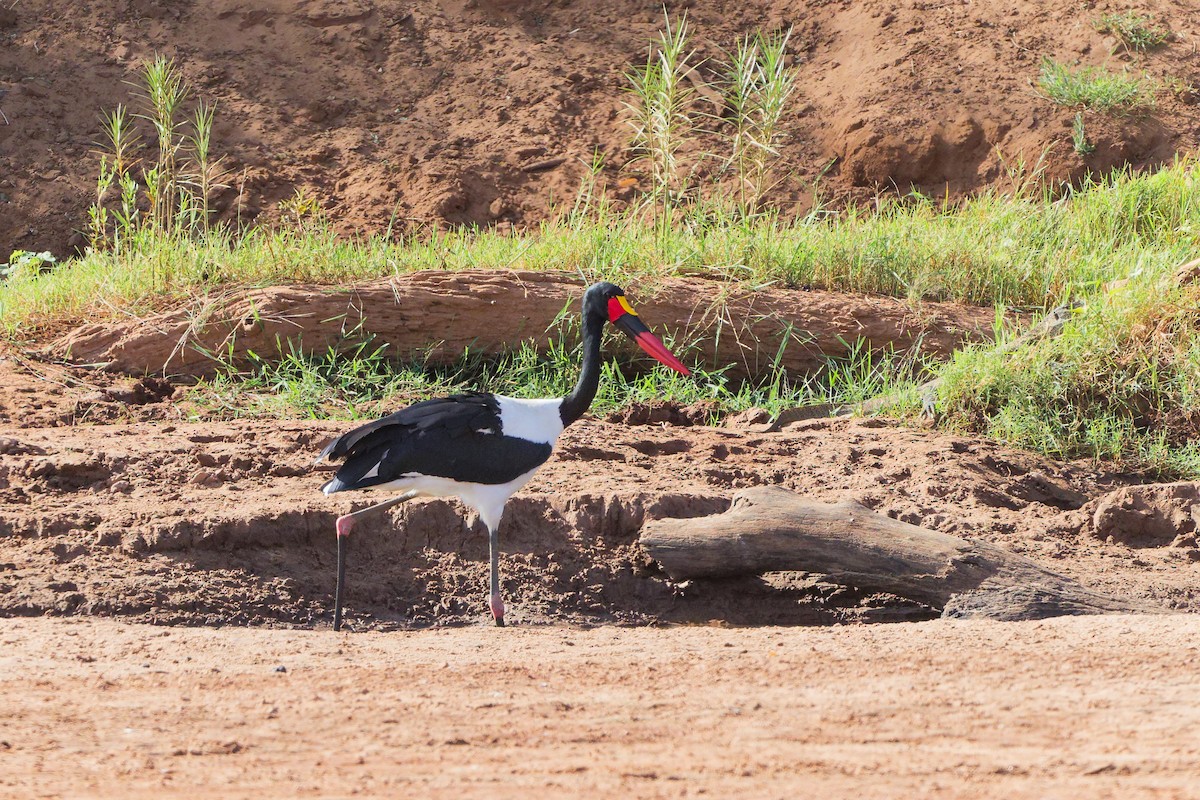 Saddle-billed Stork - ML659321312