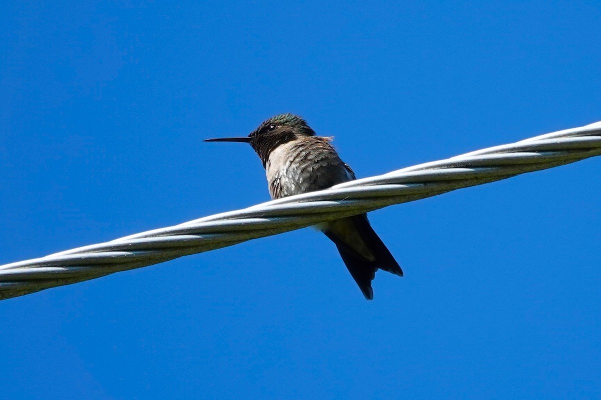 Ruby-throated Hummingbird - ML659321316