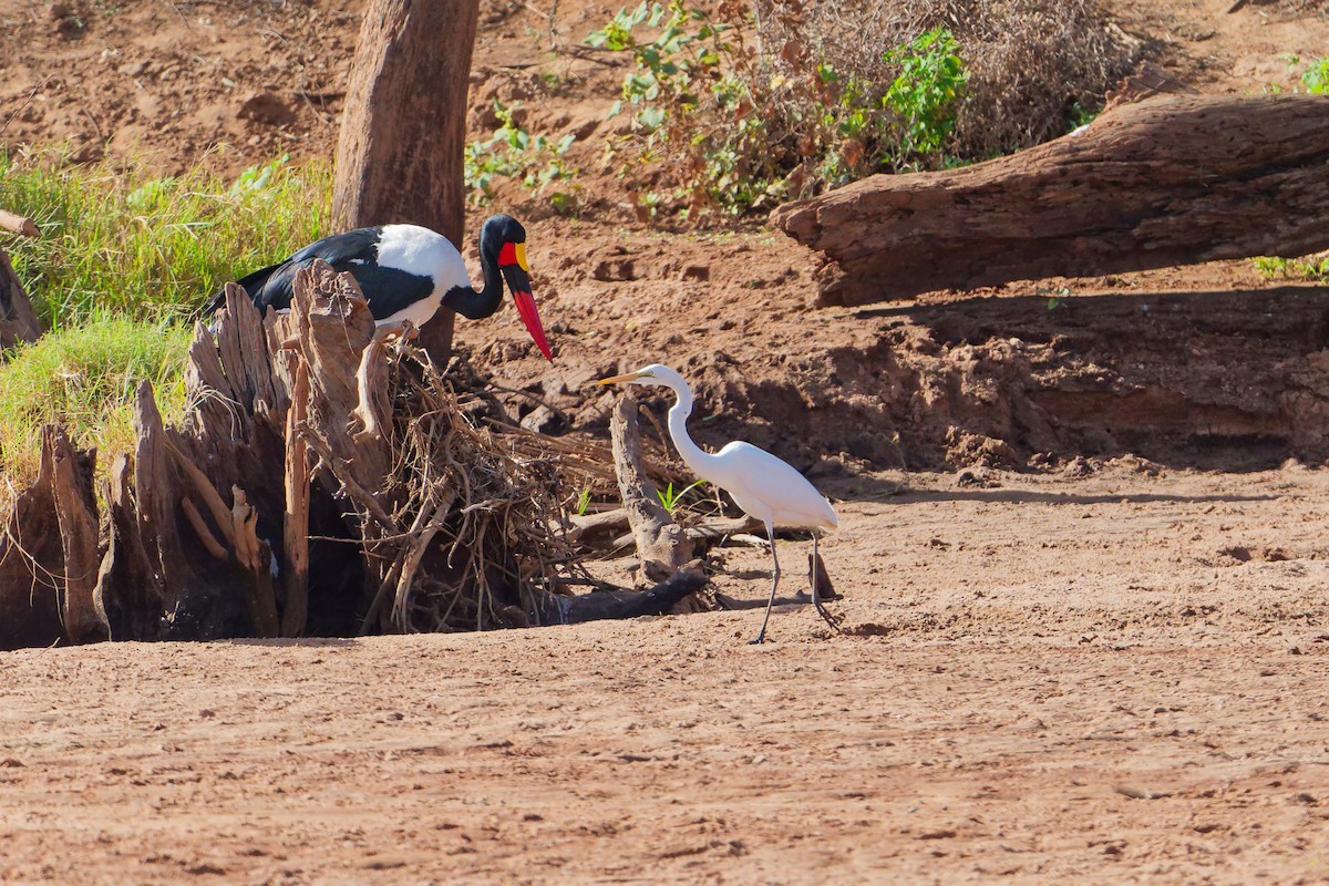 Saddle-billed Stork - ML659321321