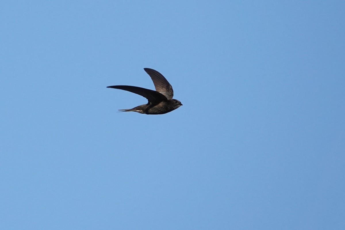Common Swift - ML659321535