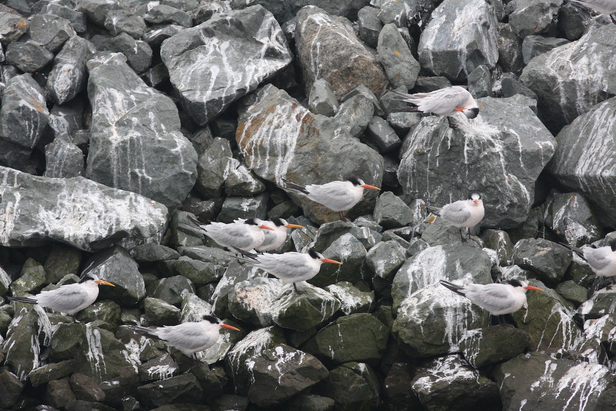 langnebbterne - ML659322023