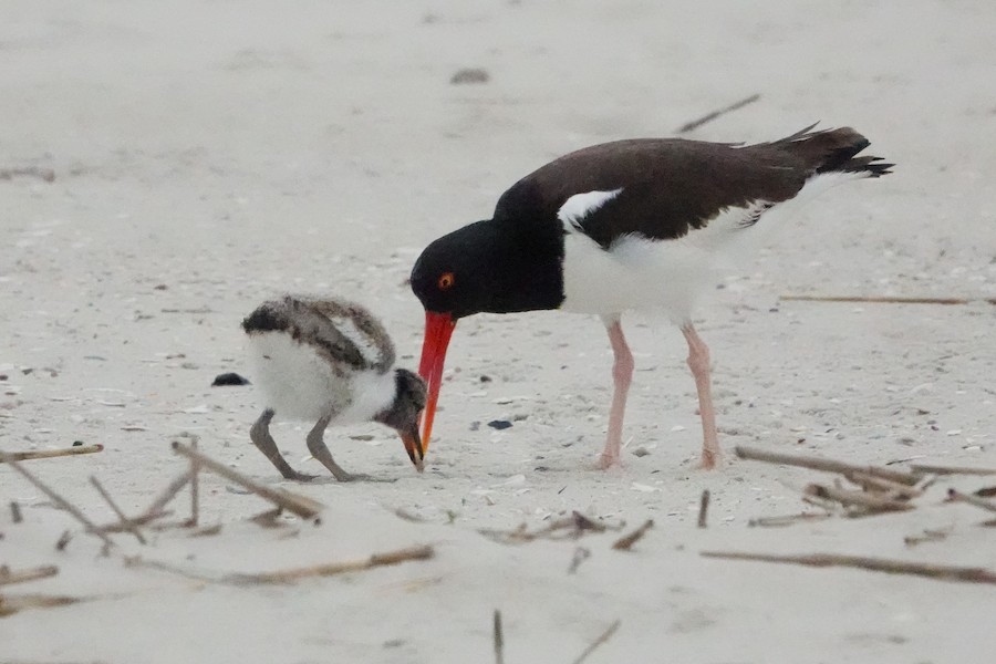 American Oystercatcher - Karen Thompson
