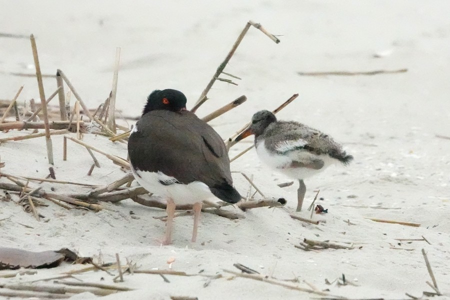 American Oystercatcher - Karen Thompson