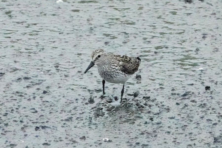 White-rumped Sandpiper - Karen Thompson