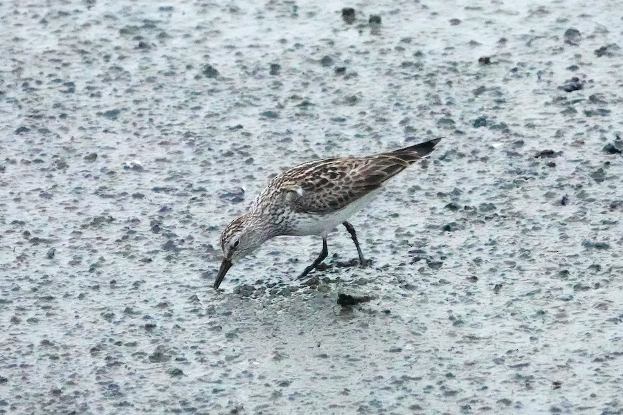 White-rumped Sandpiper - Karen Thompson