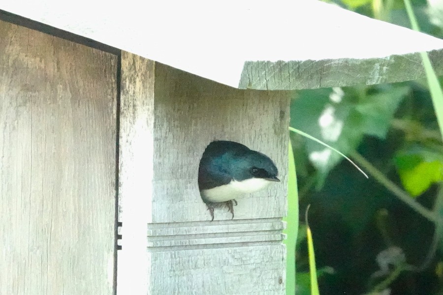 Tree Swallow - Karen Thompson