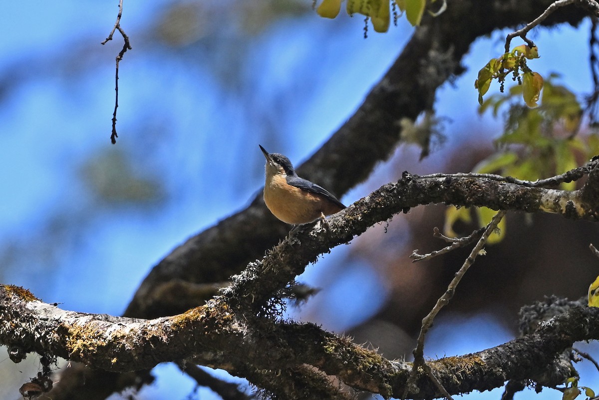 White-tailed Nuthatch - ML659322658