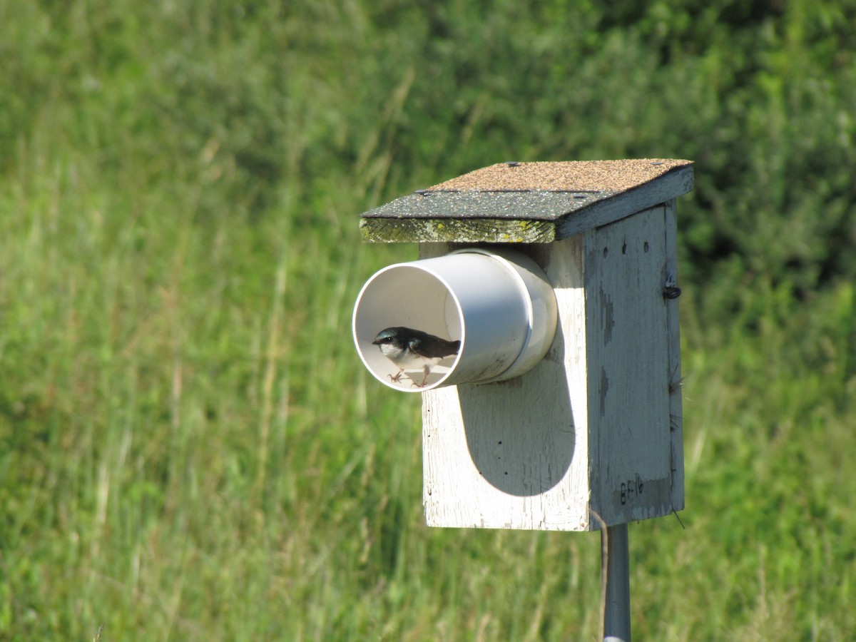 Tree Swallow - ML659322742