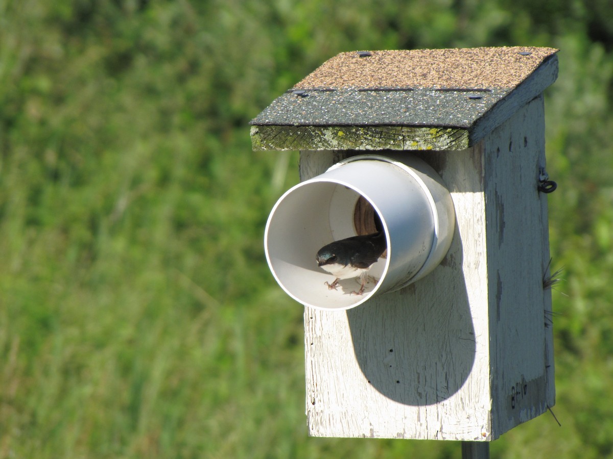 Tree Swallow - ML659322743