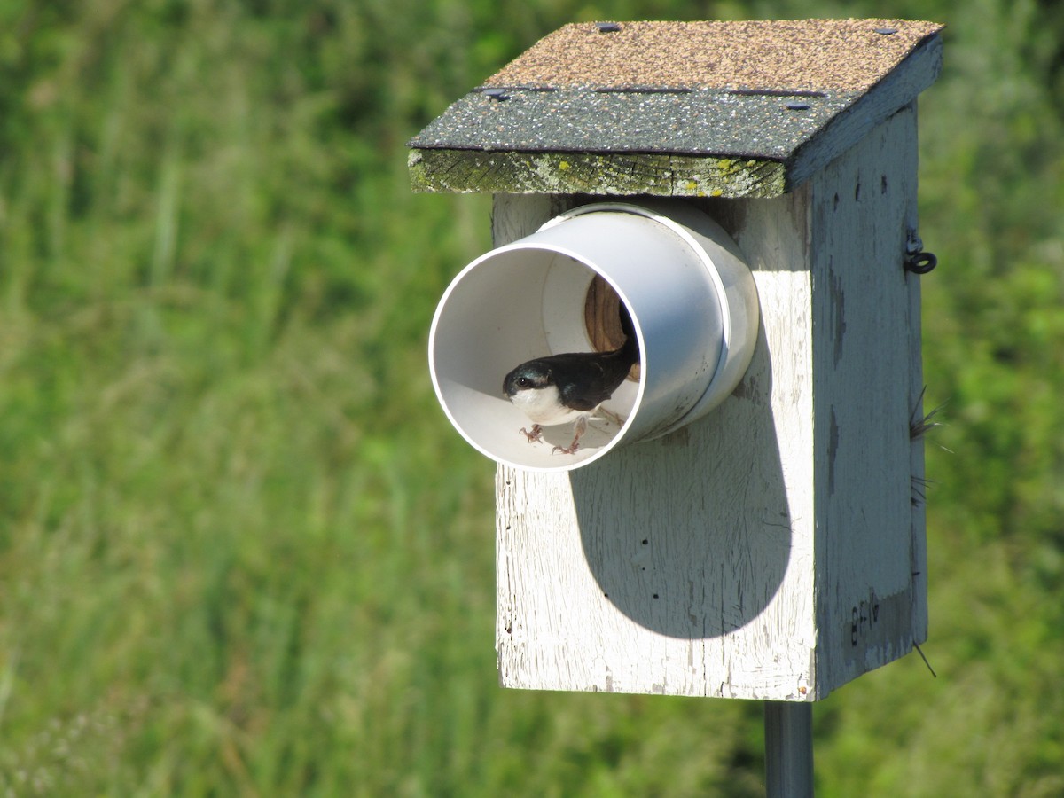 Tree Swallow - ML659322744