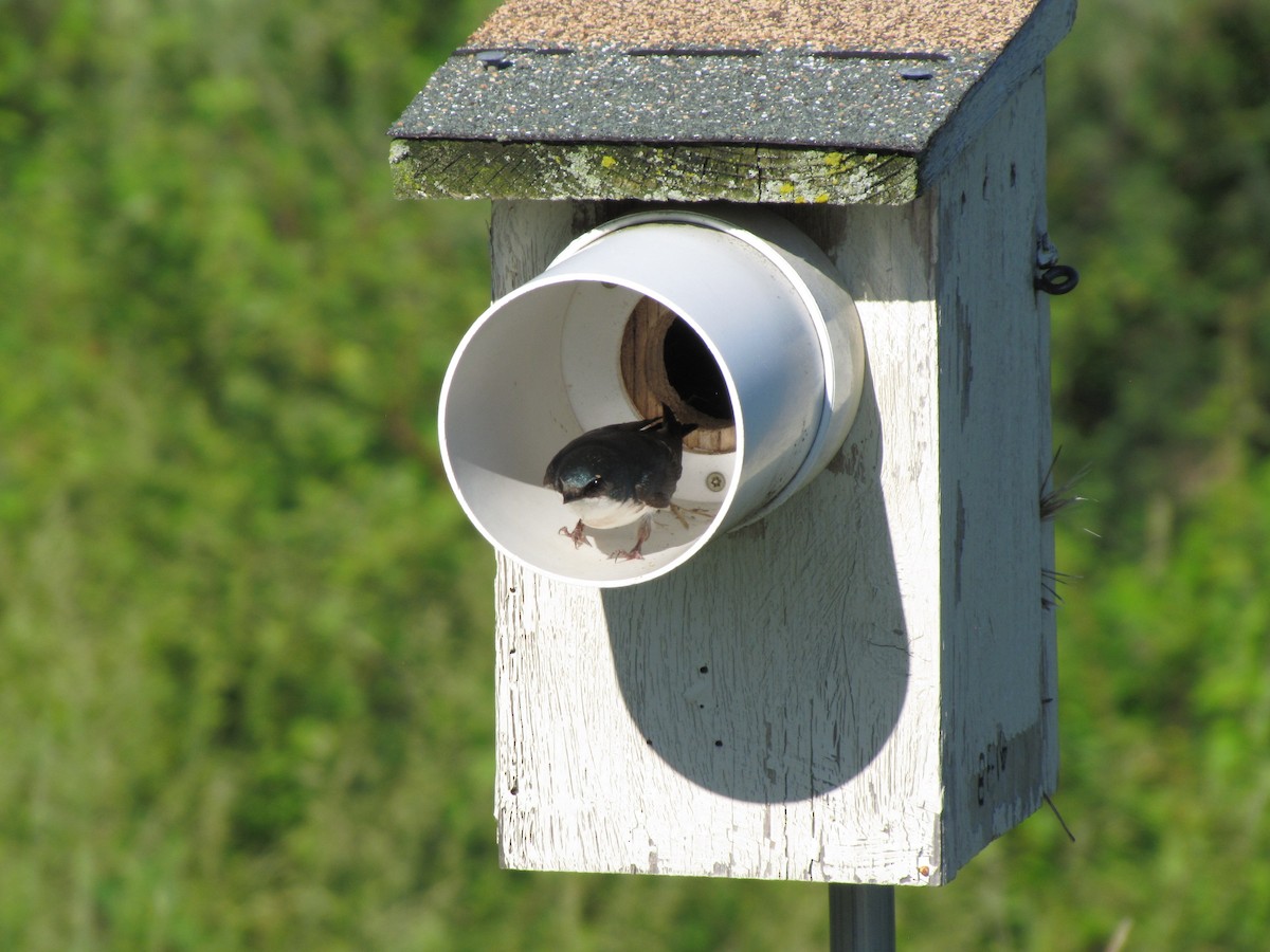 Tree Swallow - ML659322745