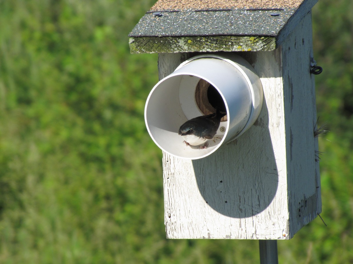 Tree Swallow - ML659322746