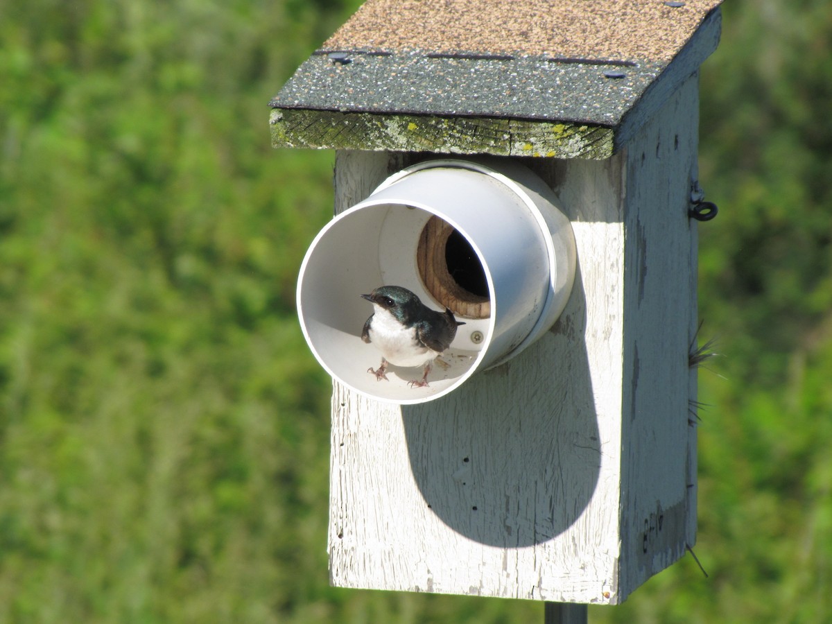 Tree Swallow - ML659322747