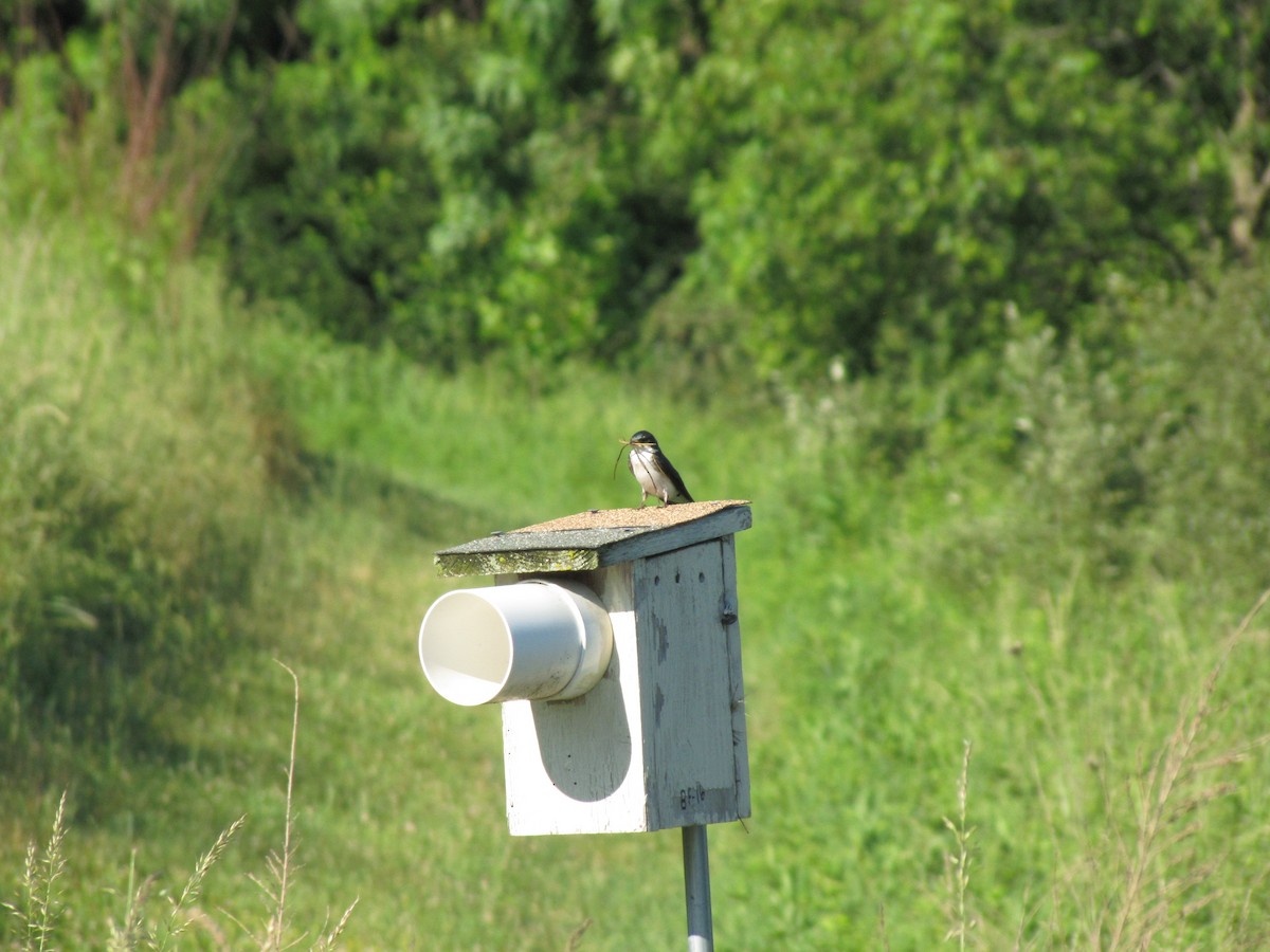 Tree Swallow - ML659322748