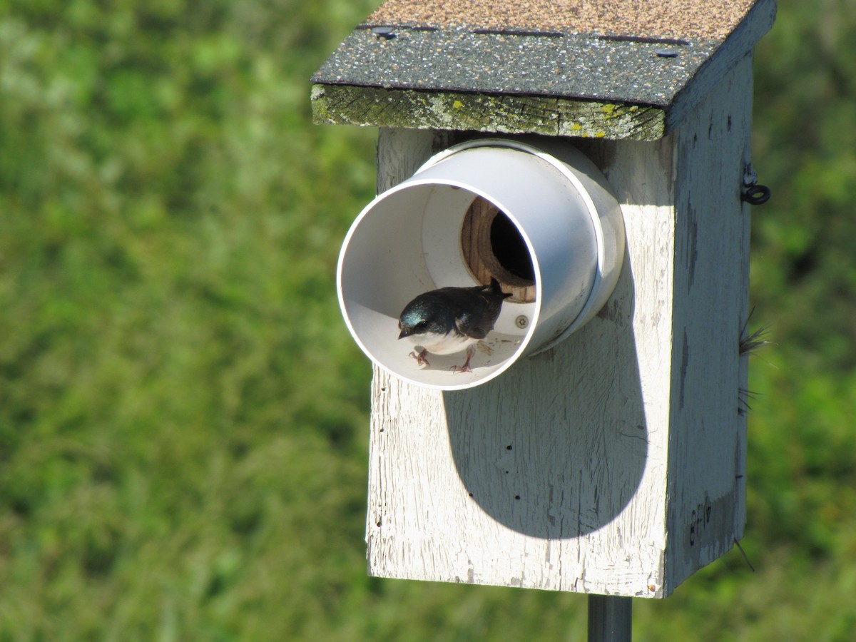 Tree Swallow - ML659322749