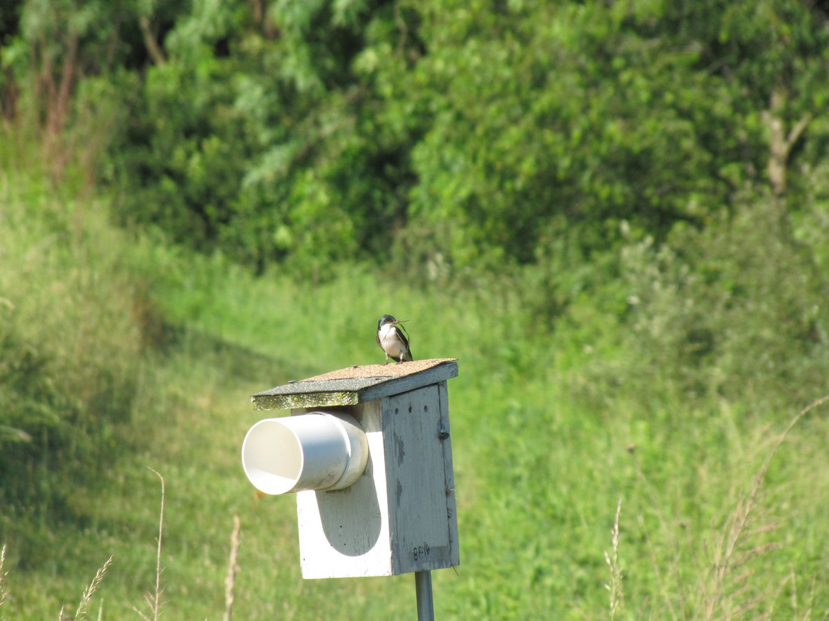 Tree Swallow - ML659322750