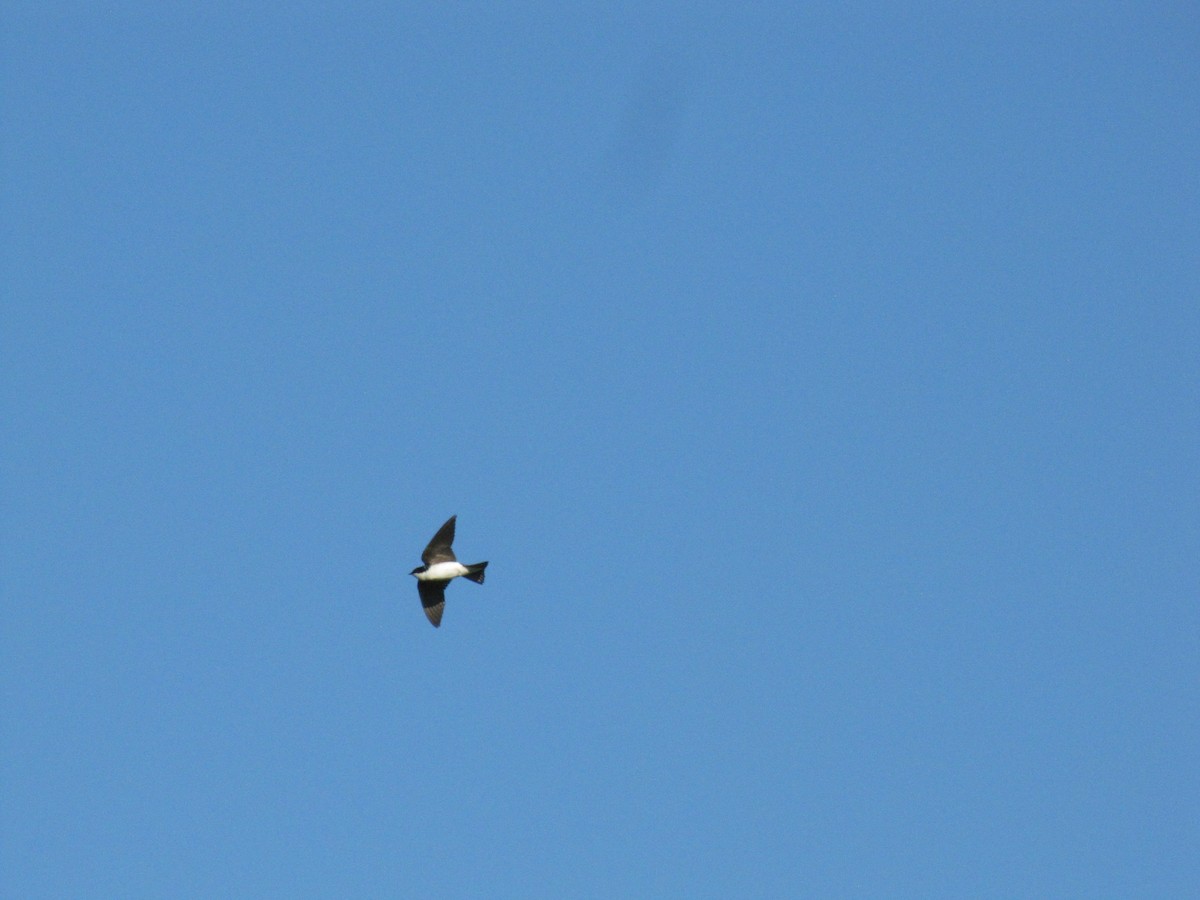 Tree Swallow - ML659322751