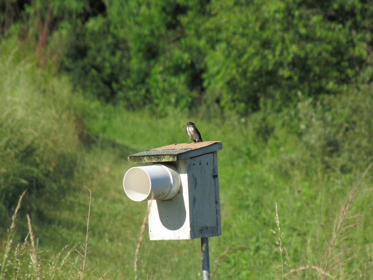 Tree Swallow - ML659322752