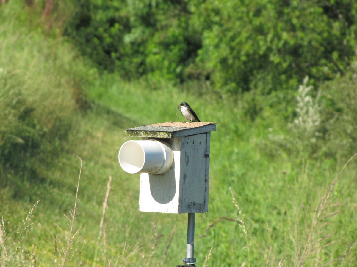 Tree Swallow - ML659322753
