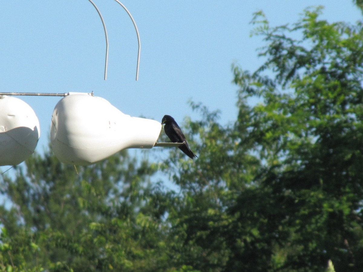 Purple Martin - ML659322775