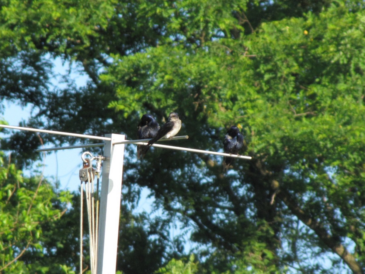 Purple Martin - ML659322776