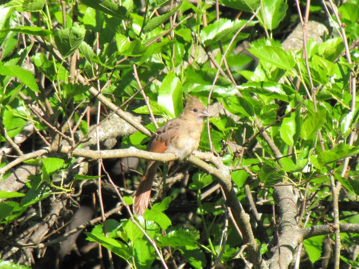 Northern Cardinal - ML659322790